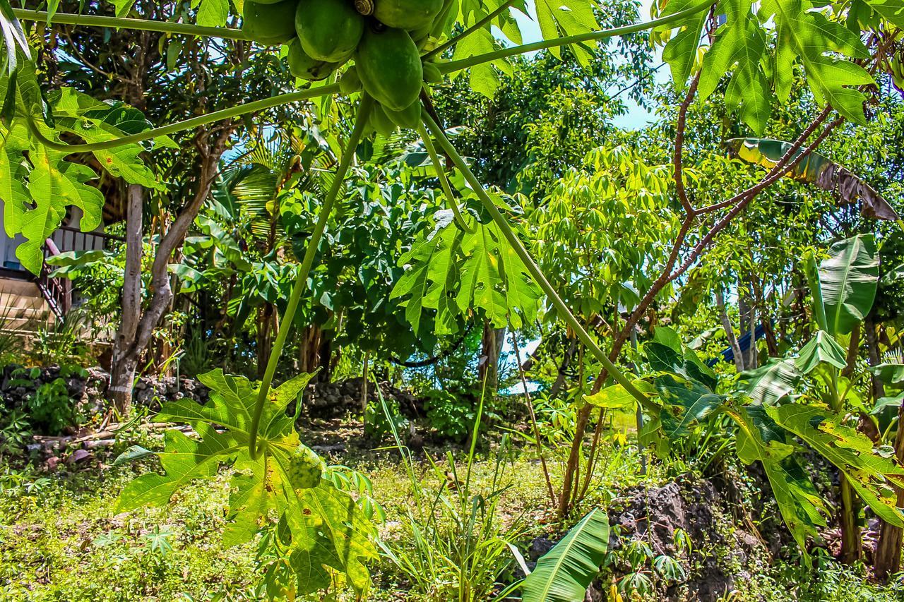 Echo Alam Nusa Lodge Ped Dış mekan fotoğraf